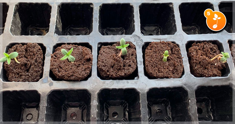 POT DE GERMINATION,France--Éponge de croissance pour plantation de jardin,  50 pièces, démarreur de graines, prise hydroponique, bloc