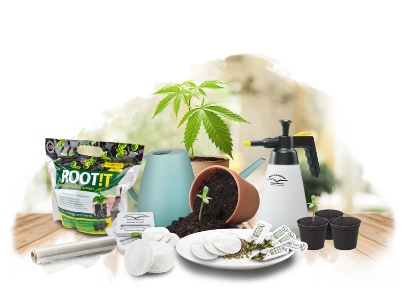 Meilleures façons de faire germer des graines de cannabis