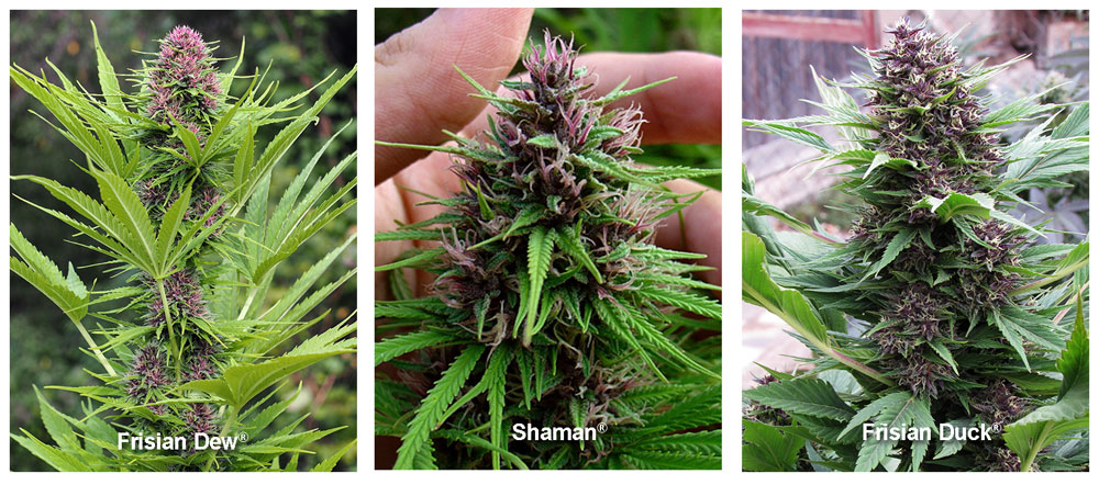 Cannabis buiten kweken