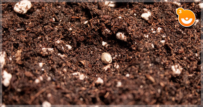 Cannabis seed germination in soil