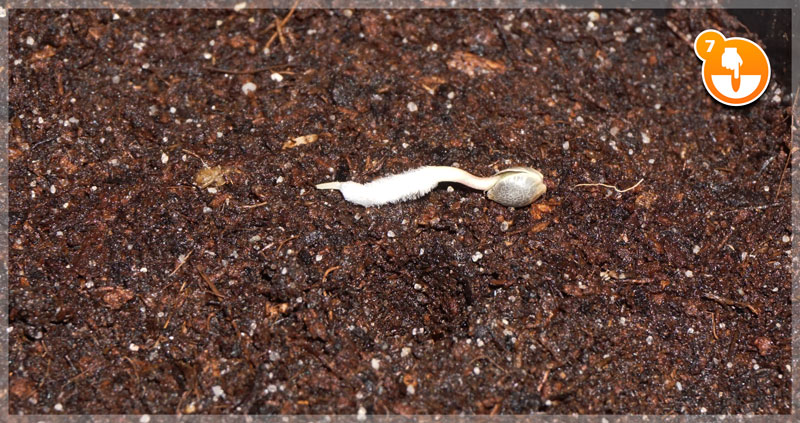 Cotton Pad Germination Method Step 7: Prepare the soil and make a hole 