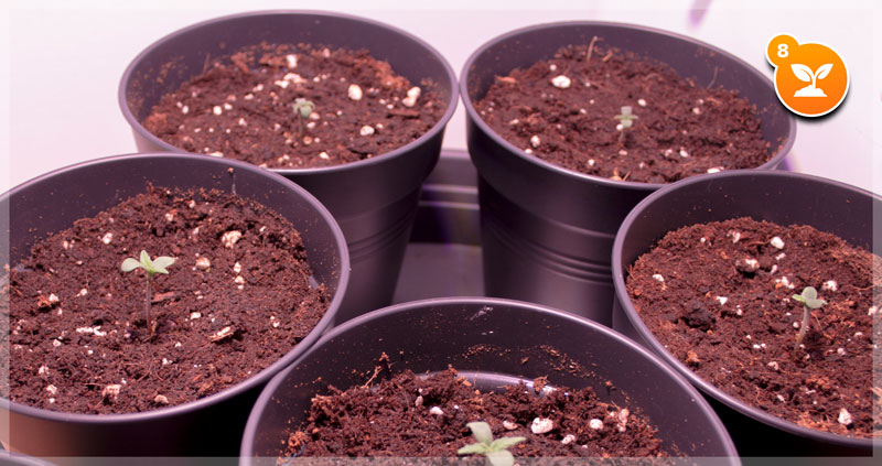 Step 8: Take care of your seedlings