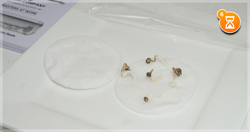 How to germinate weed seeds cotton wool