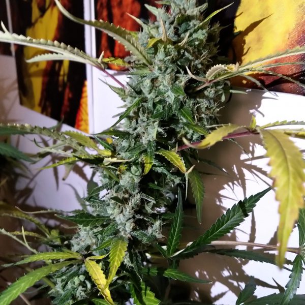 Auto Lemon Kix showing chucky bloom formation.