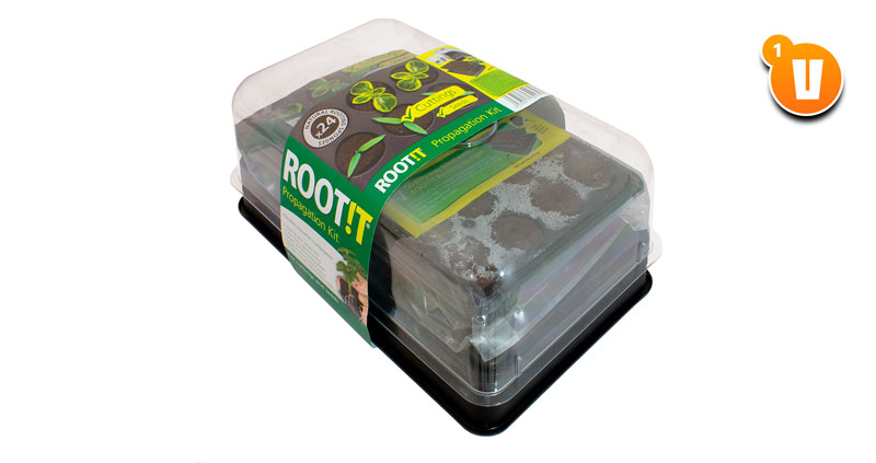 Germination du cannabis dans des cubes RootIt