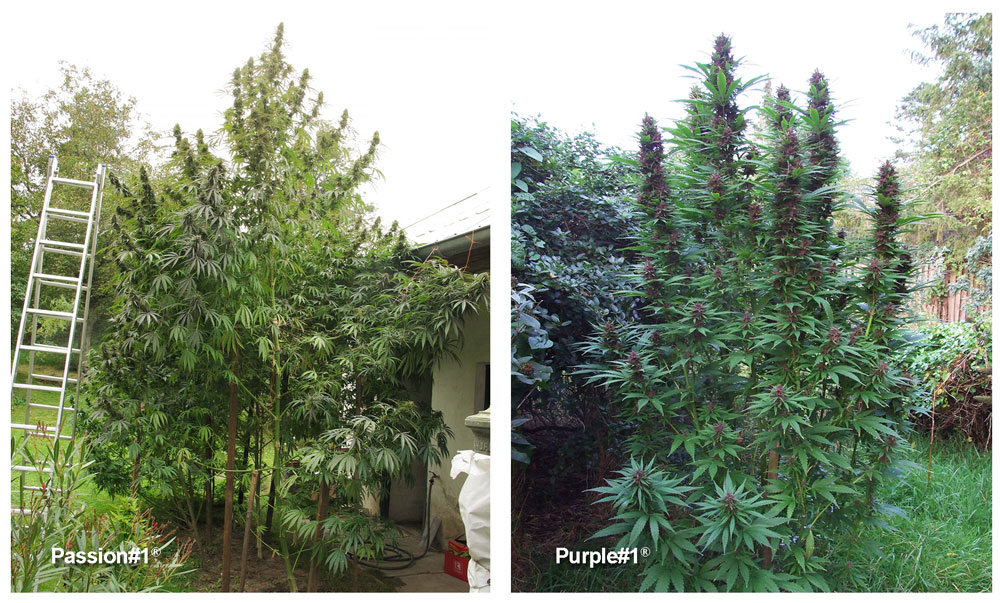 Comment cultiver du cannabis en extérieur