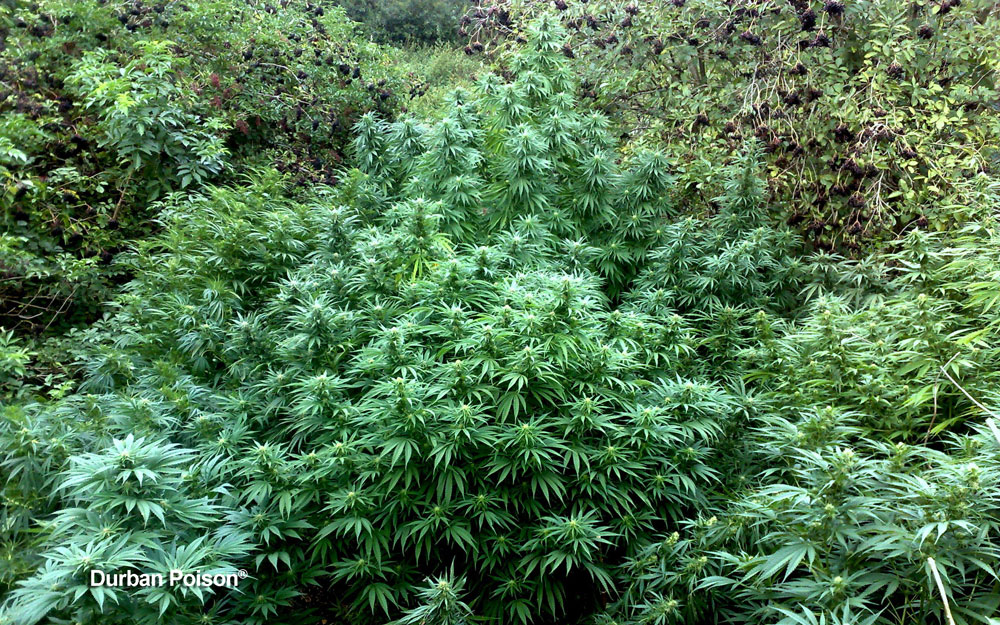 Growing cannabis outdoors Durban Poison
