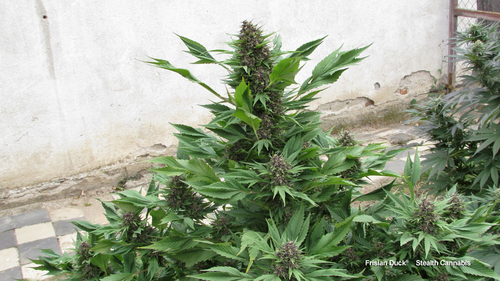 Anbau von Cannabis im Kronendach eines Baumes