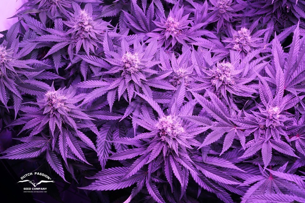 Cannabis Flowering Stage How To Guide Dutch Passion