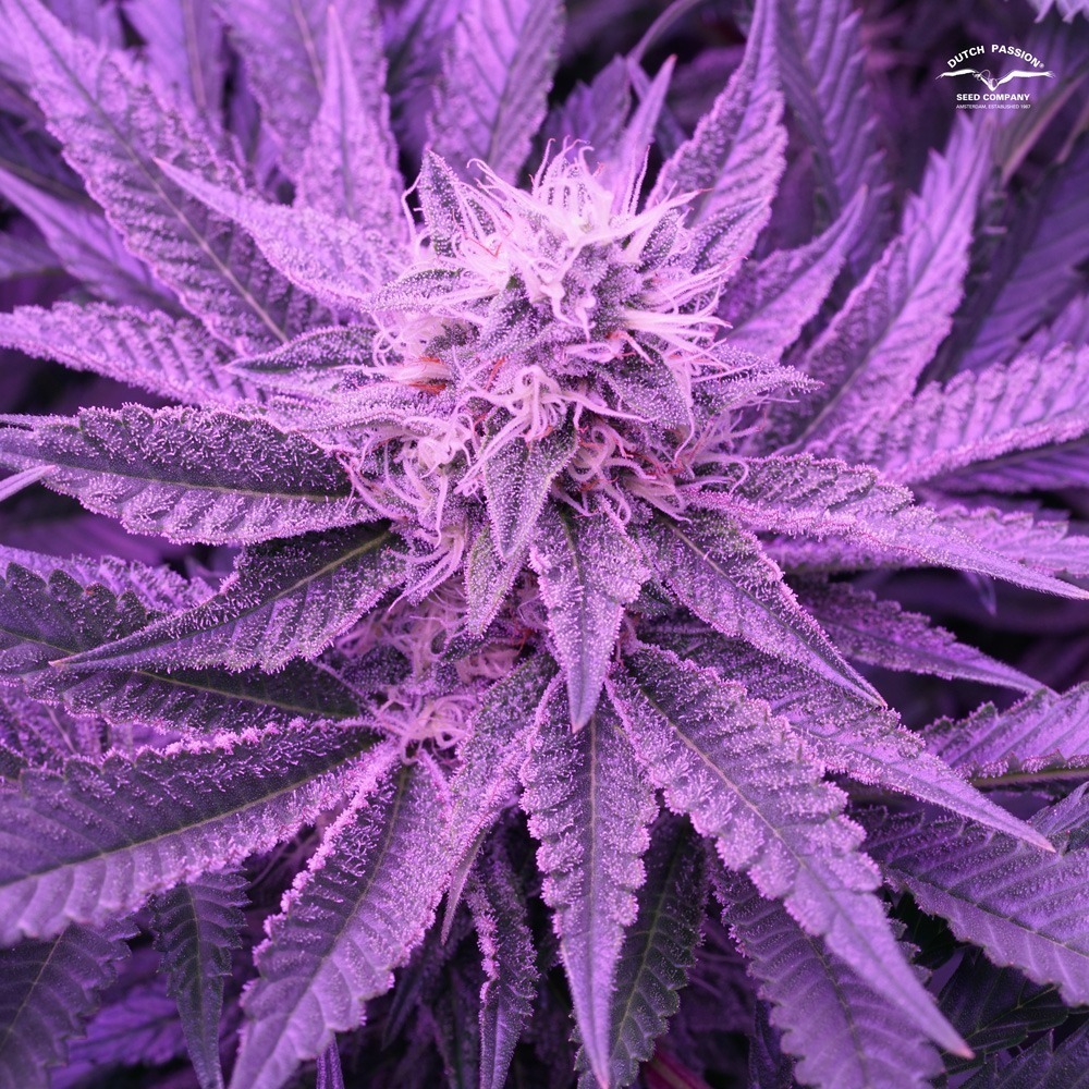 Sugar Bomb Punch grown in Growtent – Homebox Q100 (100x100cm).