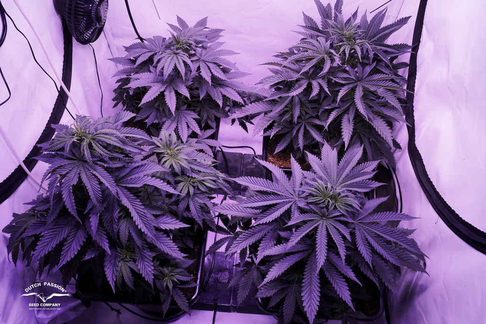 Sugar Bomb Punch plants showed a hybrid leaf structure leaning to her sativa genes