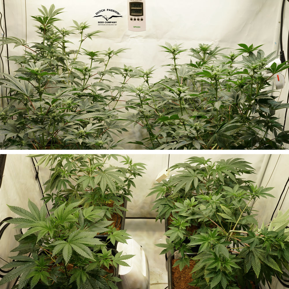 Kerosene Krash stretch easy to manage with supercropping, SCROG or SOG techniques.