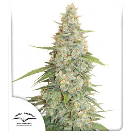 Meringue feminised cannabis seeds - Dutch Passion Seed Company