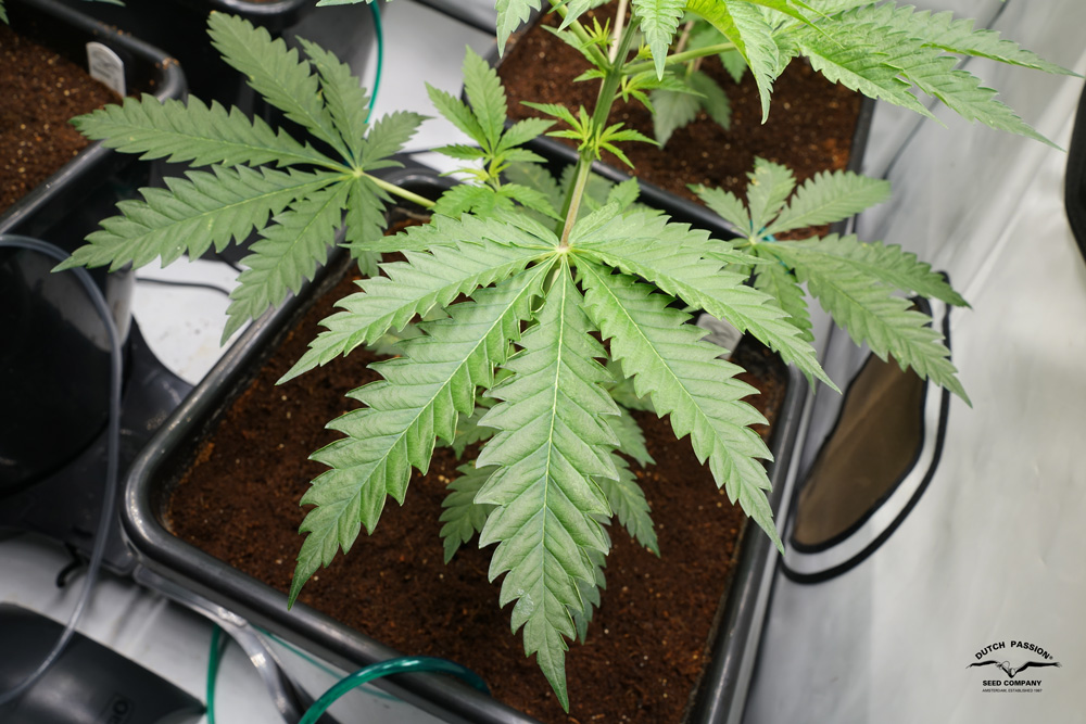 Banana Blaze grew sturdy stems and leafs showing a hybrid structure.