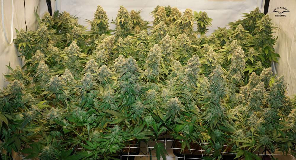 The total yield of Banana Blaze was about 405g of dry buds from 4 plants.