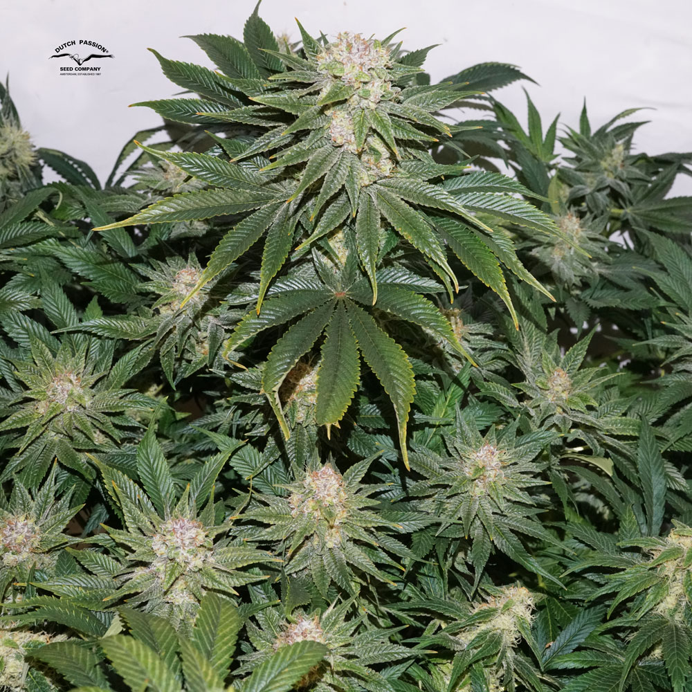 The fastest phenotype of C-Vibez was harvested after about 10 weeks of bloom.