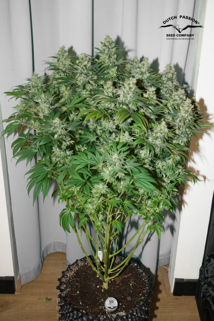 C-Vibez feminised cannabis plant grown indoors by Antonio.