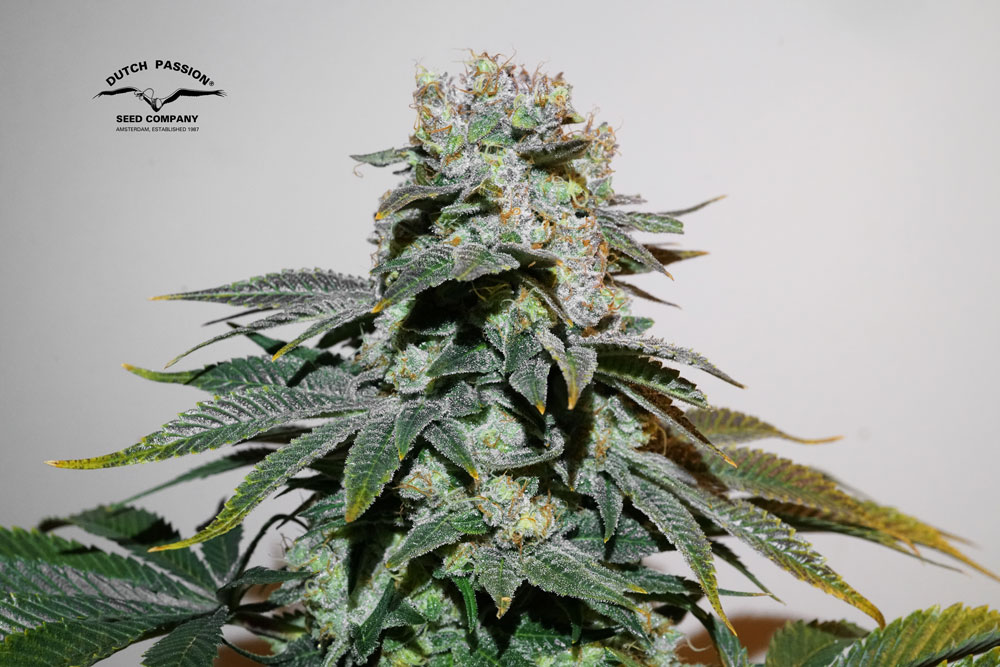 C-Vibez feminised seeds grow review by Antonio