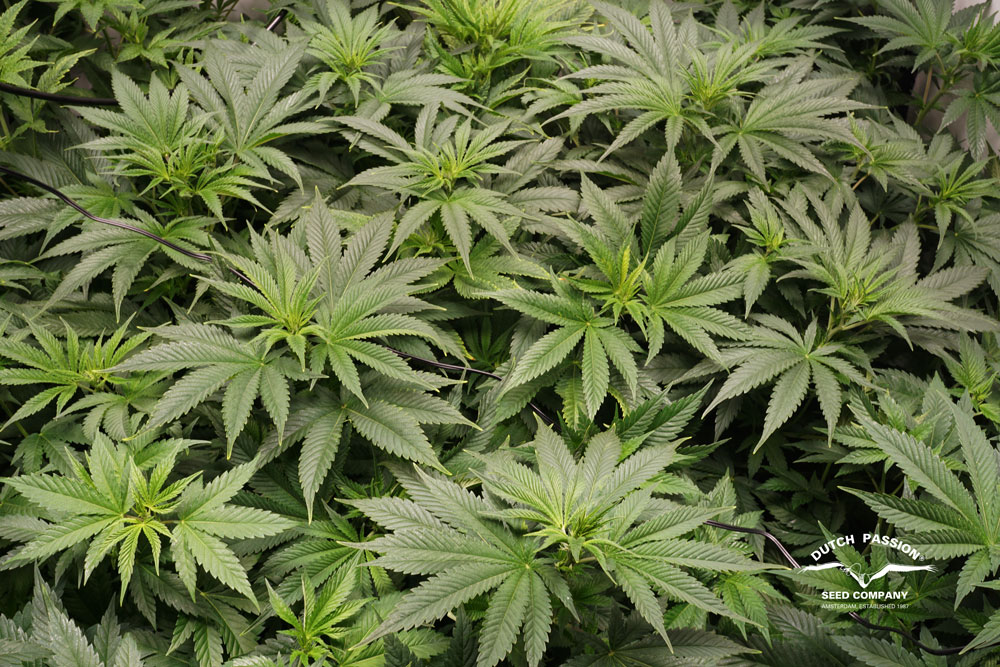 During the VEG period, the plants showed a hybrid leaf structure, slightly leaning to the Indica side