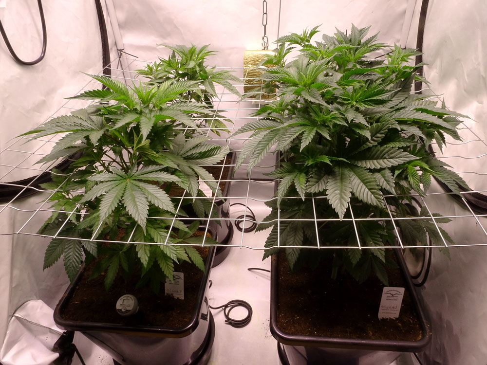 HiFi 4G feminised cannabis seeds grown with SCROG