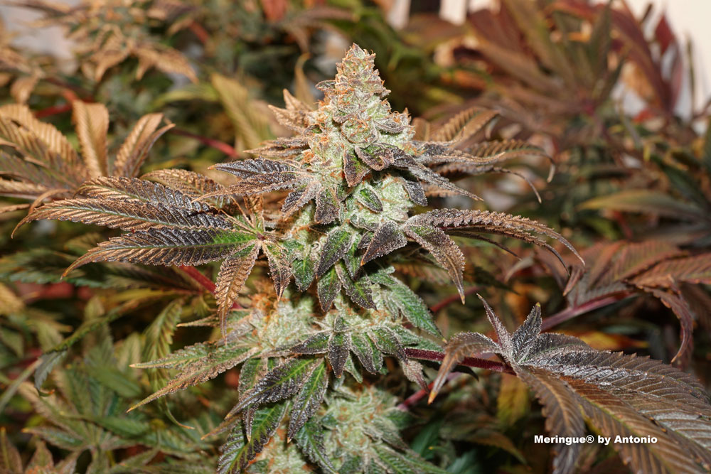 Meringue cannabis seeds grow review by Antonio (SCROG).