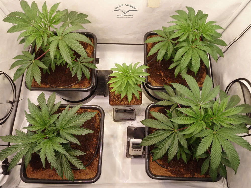 Cannabis vegetative stage how-to guide