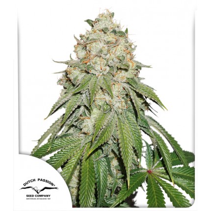 Banana Blaze cannabis seeds by Dutch Passion