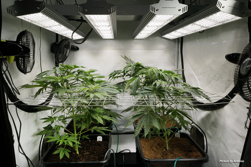 Proper air circulation is vital for your cannabis plants