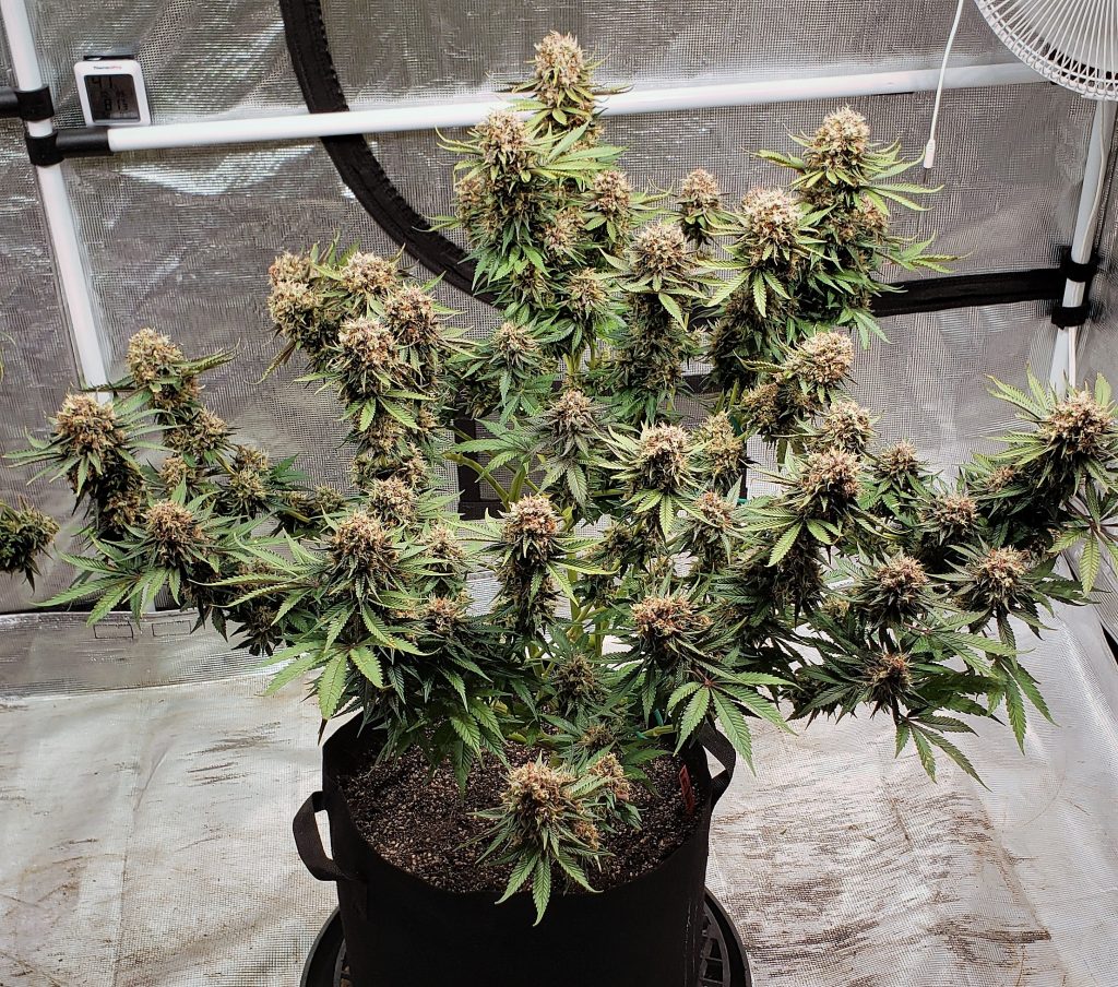 Power Plant grown by TheCannaProphet in a 35 litre fabric container.