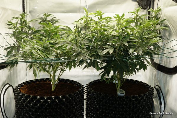 SCROG - How to Grow Cannabis With The Screen of Green Method