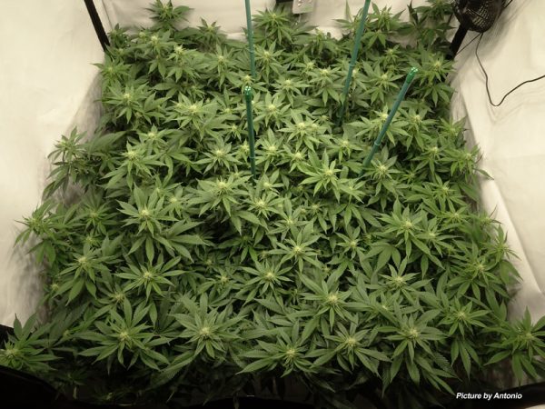 SCROG - How to Grow Cannabis With The Screen of Green Method