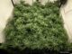 Scrog Screen SCROG - How to Grow Cannabis With The Screen of Green Method