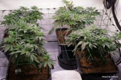 Scrog Screen SCROG - How to Grow Cannabis With The Screen of Green Method