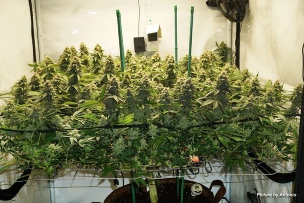Scrog SCROG - How to Grow Cannabis With The Screen of Green Method