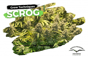 Scrogging cannabis guide