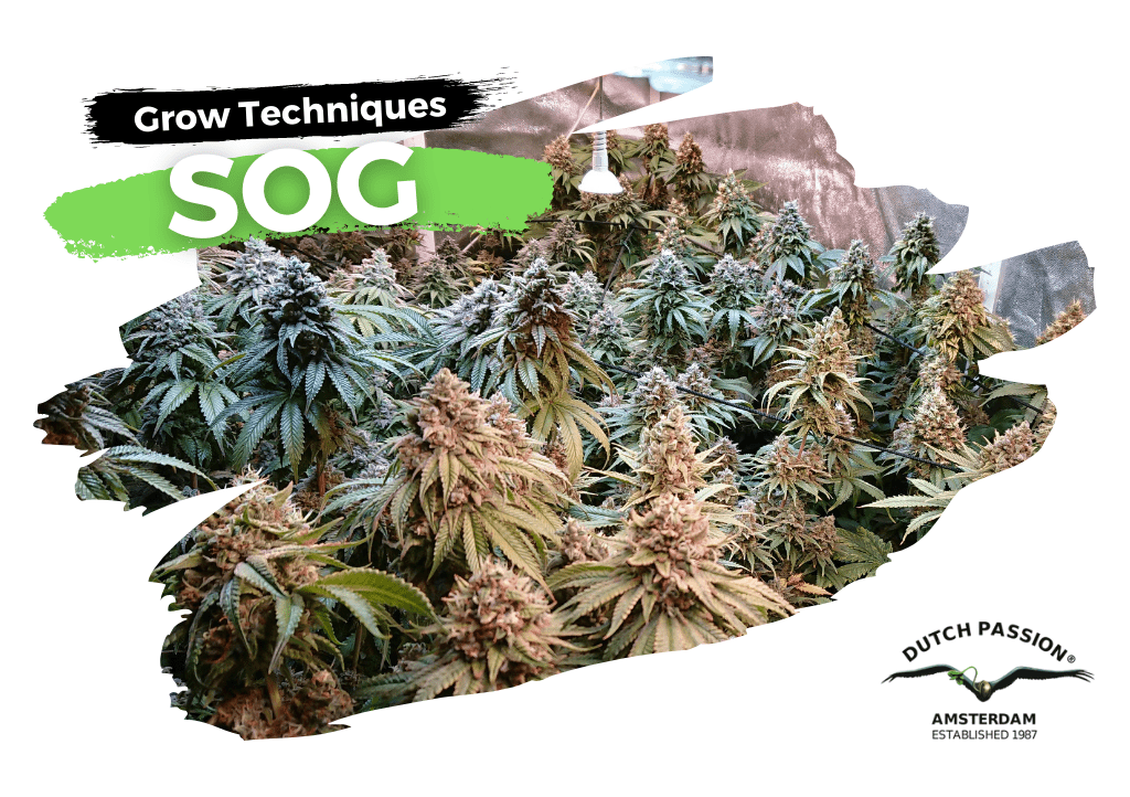 SOG Grow Guide