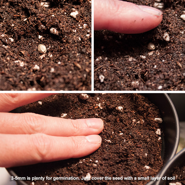 Sowing your autoflower or feminised seeds 3-5mm deep is sufficient for a fast and healthy germination
