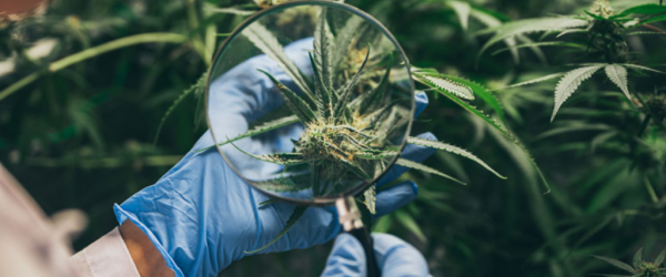 How to harvest indoor cannabis