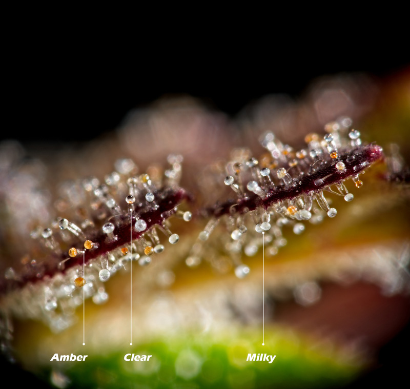 harvesting cannabis based on trichomes (amber, clear, milky)