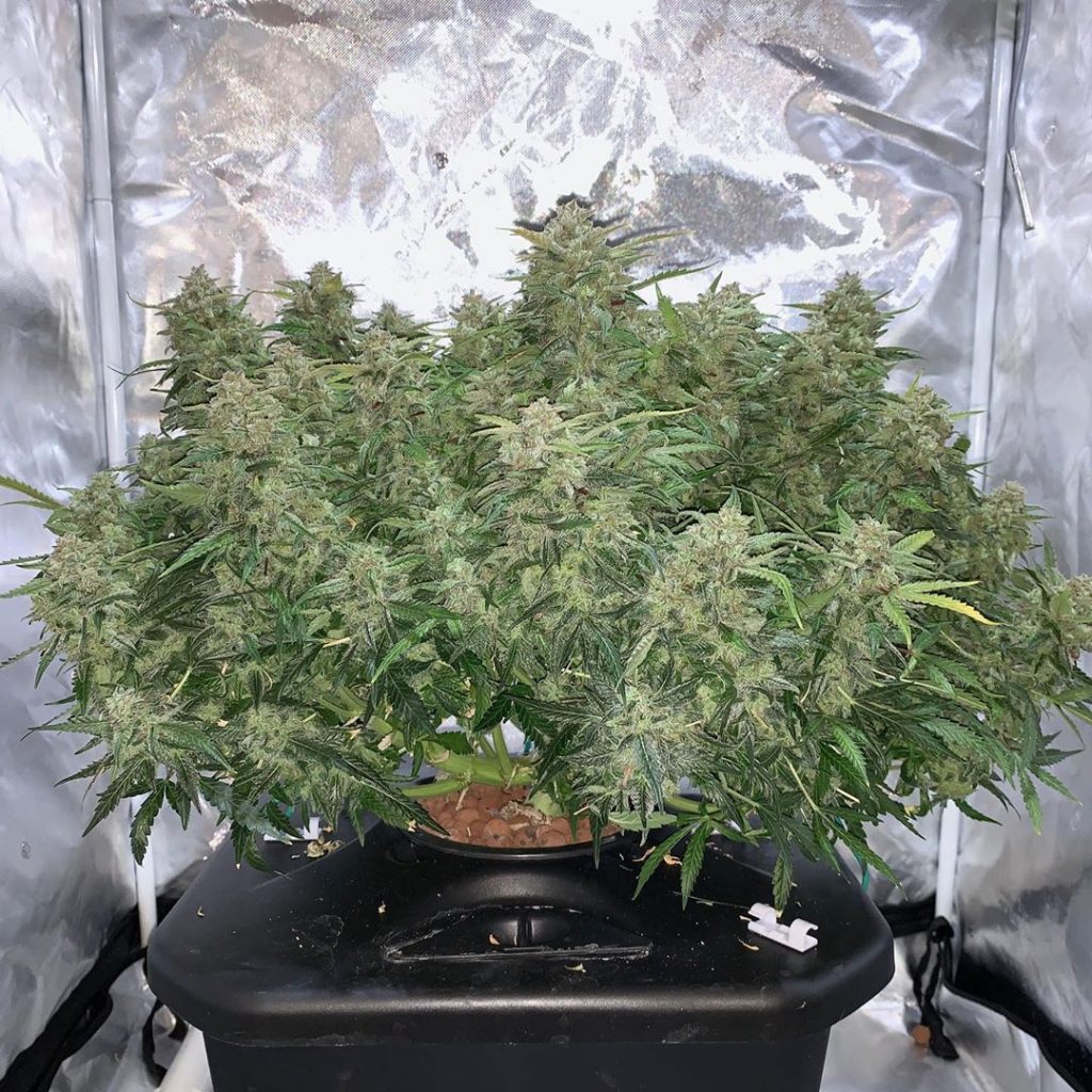 Auto Cinderella Jack on chop day following a heavy low stress training (cc @th3_surgeon).