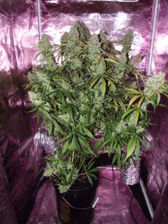 Deep Water Culture (DWC) Cannabis Grow Guide | Dutch Passion