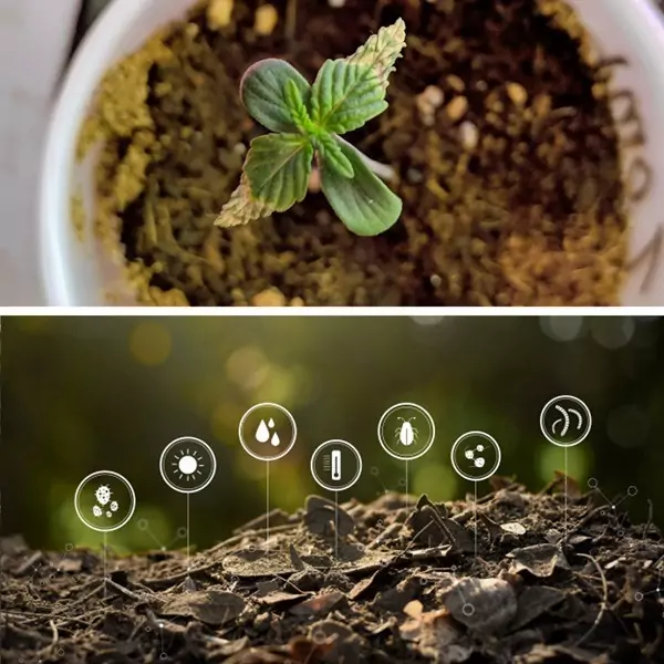 Compost cannabis seedling nute burn