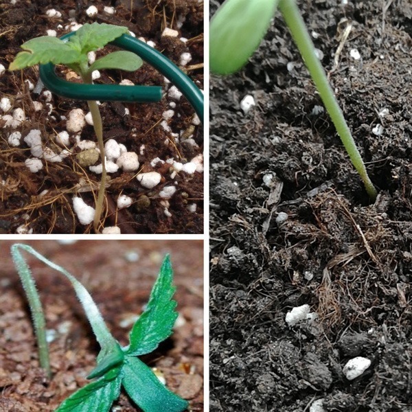 Damping off is most common in young seedlings and can be caused by overwatering your soil