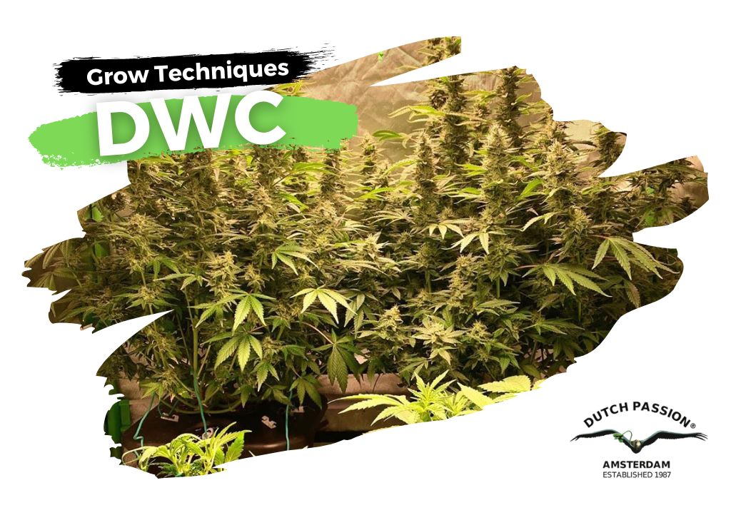 How to grow cannabis in deep water culture (DWC)