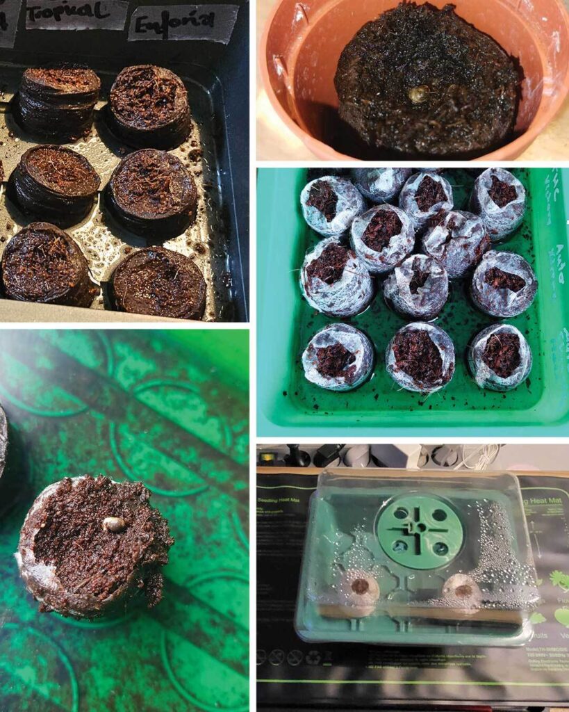 La germination des graines de cannabis avec des cubes Jiffy ne fonctionne pas.