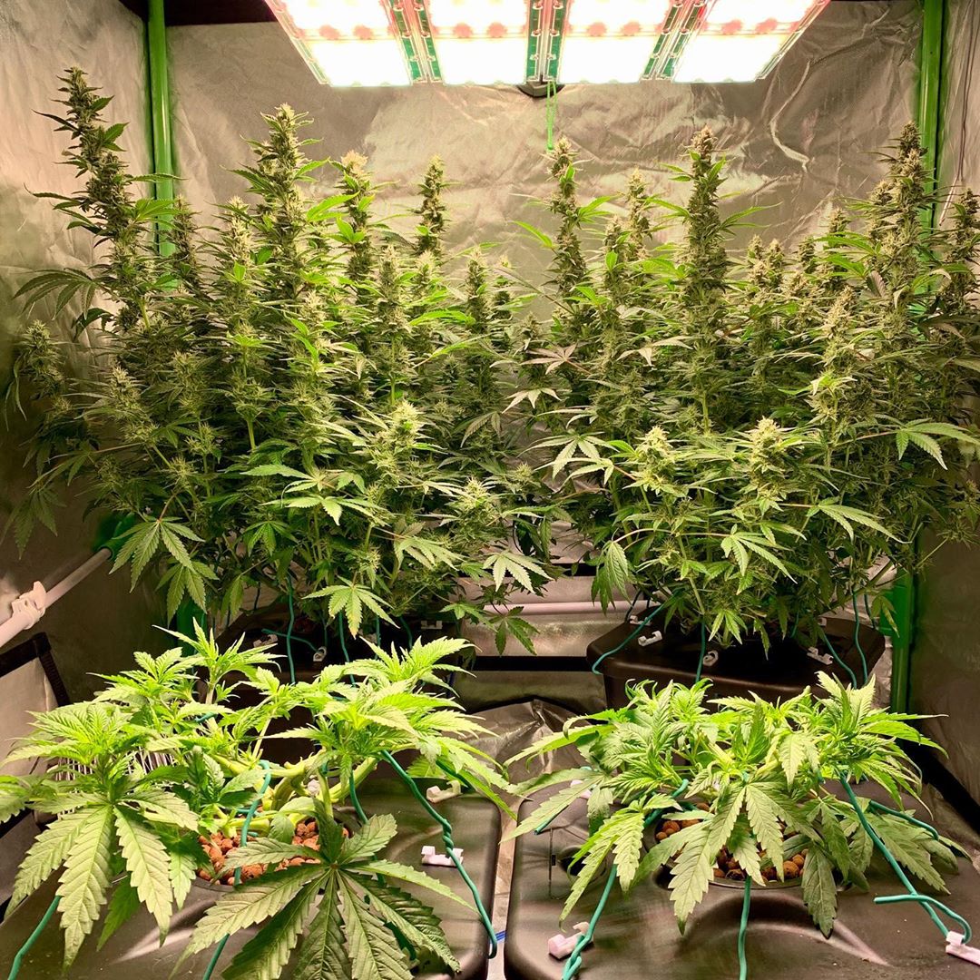 Cannabis Low Stress Training (LST) Practical Guide Dutch Passion