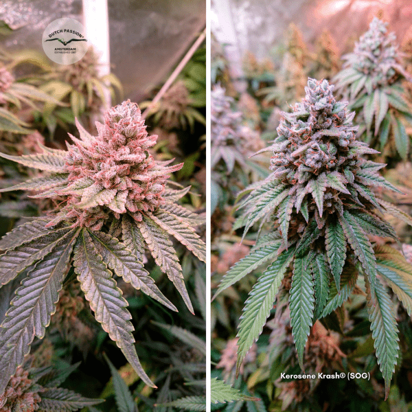 SOG How to Grow Cannabis with the Sea of Green Method