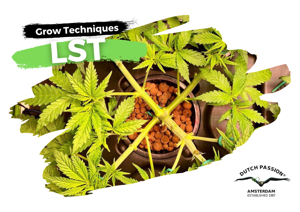 Danser Making Krydderi Cannabis Low Stress Training (LST) Practical Guide | Dutch Passion