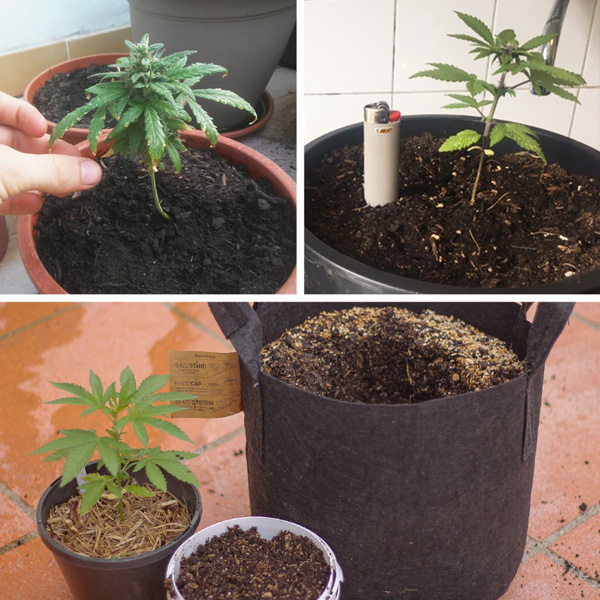 Potting up too late can damage the cannabis root system