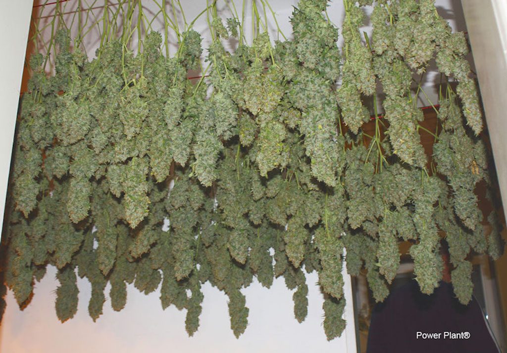 power plant sativa buds drying indoors